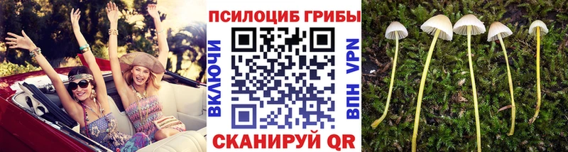 Псилоцибиновые грибы Psilocybine cubensis  Яранск 